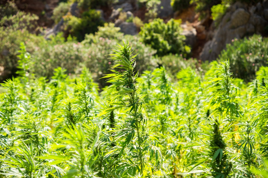 Sektion 5: Anbau und Ernte von Cannabis